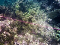 Neoniphon vexillarium