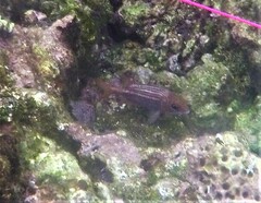Neoniphon vexillarium