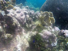 Millepora complanata