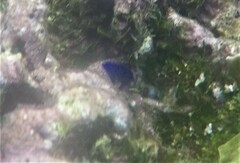 Microspathodon chrysurus