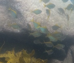 Schuettea scalaripinnis