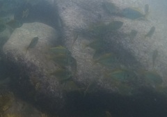 Schuettea scalaripinnis