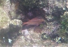 Neoniphon vexillarium