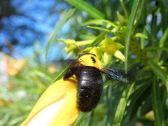 Xylocopa pubescens