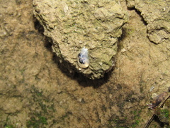 Hymenoptera