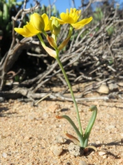 Ornithogalum rupestre