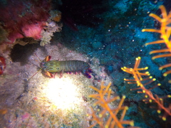 Odontodactylus scyllarus