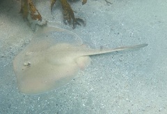 Trygonoptera testacea