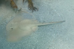 Trygonoptera testacea