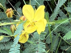 Chamaecrista mimosoides