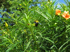 Xylocopa pubescens
