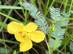Chamaecrista mimosoides