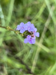 Heliotropium amplexicaule