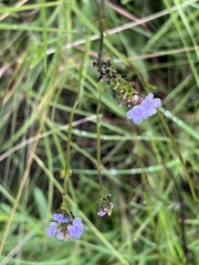 Heliotropium amplexicaule