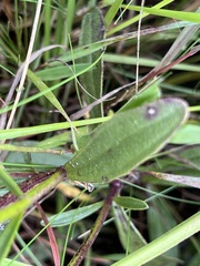 Heliotropium amplexicaule