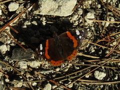 Vanessa atalanta