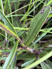 Heliotropium amplexicaule