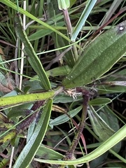 Heliotropium amplexicaule