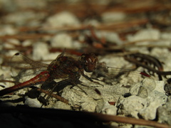 Sympetrum