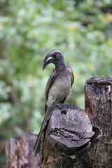 Lophoceros nasutus