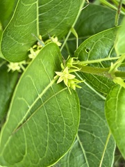 Vangueria venosa