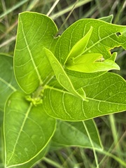 Vangueria venosa