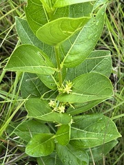 Vangueria venosa