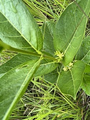 Vangueria venosa