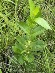 Vangueria venosa