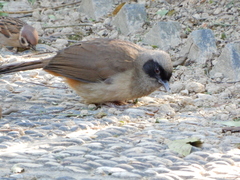 Pterorhinus perspicillatus
