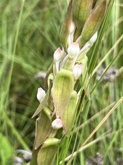 Satyrium longicauda