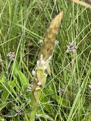 Satyrium longicauda