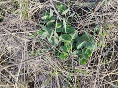 Hylotelephium maximum ruprechtii