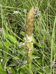 Satyrium longicauda