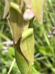 Satyrium longicauda