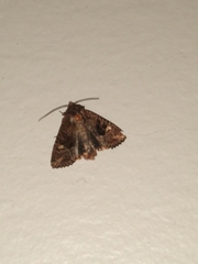 Neumichtis