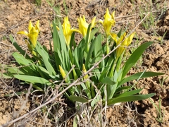 Iris pumila