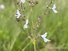 Syncolostemon