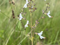 Syncolostemon
