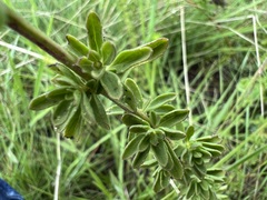 Syncolostemon