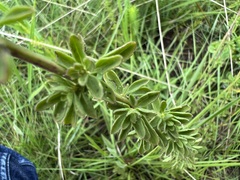 Syncolostemon