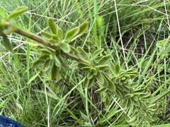Syncolostemon