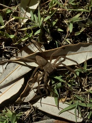 Neosparassus calligaster