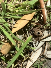 Neosparassus calligaster