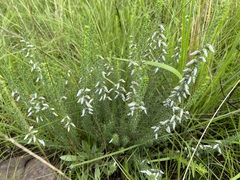 Aspalathus chortophila