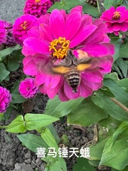 Neogurelca himachala