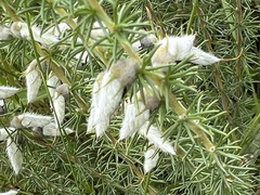 Aspalathus chortophila