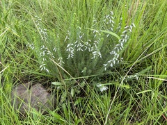 Aspalathus chortophila