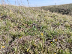 Tulipa sylvestris australis