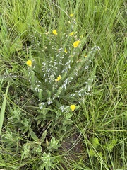 Aspalathus chortophila